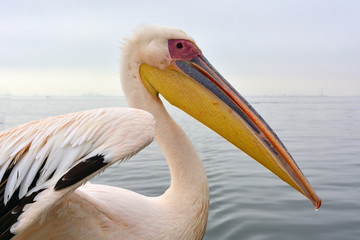 Fototapeta na wymiar Namibia Walvis Bay pelican 