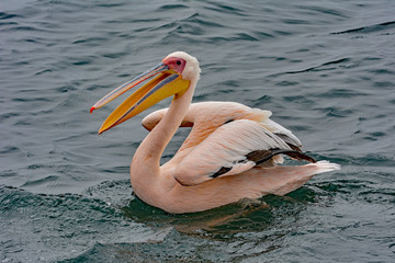 Namibia Walvis Bay pelican 