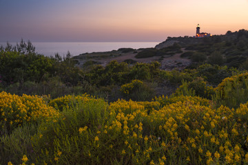 Fototapeta na wymiar Lighthouse Alafanzina at sunset and many yellow flowers foreground, Algarve, Portugal