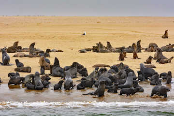 Namibia Walvis Bay seals