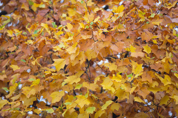 Foglie di acero ingiallite ed arrossite in autunno dal freddo