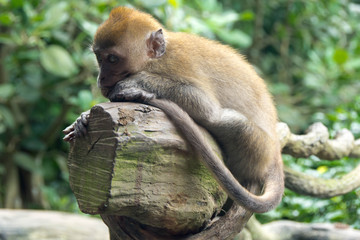 Small monkey resting on a tree branch