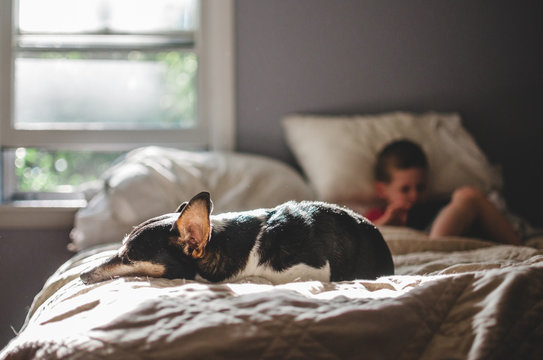 Dog lying on bed in sunshine with little boy playing on electronic device