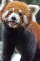 Fototapeta premium Red panda bear on tree