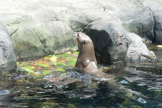 Sea lion playing on water