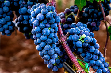 Grape