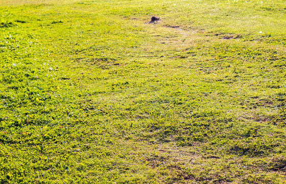 Grass field Green grass background with a footpath