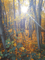 Naklejka premium Herbstlicher Wald bei Sonnenschein