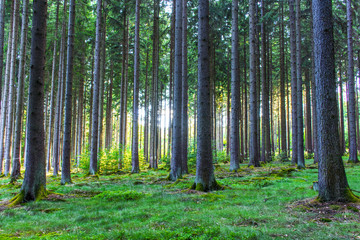 Wald im Hunsrück bei Kirschweiler - Deutschland