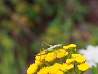 Zwitscherschrecke (Zwitscherheupferd) sitzt auf gelber Blume