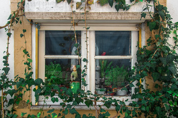 Fototapeta na wymiar Ivy Window