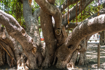 Fototapeta na wymiar Banyan Tree Closeup 3