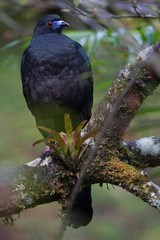 black guan
