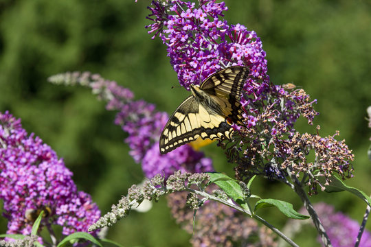 summer lilac or orange eye with butterflies on blossoms before blue summer sky in south germany in august