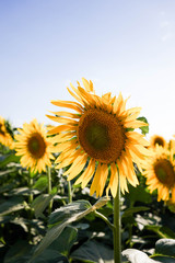 Sunflower field at dusk