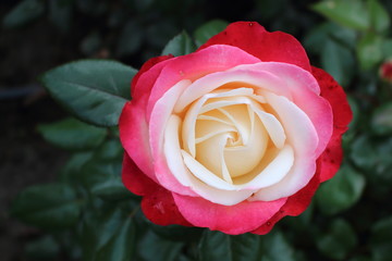 Rose (Nostalgie) with red to white petals in rose garden.