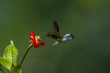Colibri, uccello che vola fermato in volo