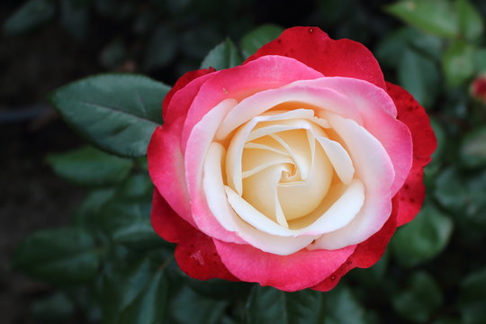 Rose (Nostalgie) with red to white petals in rose garden.