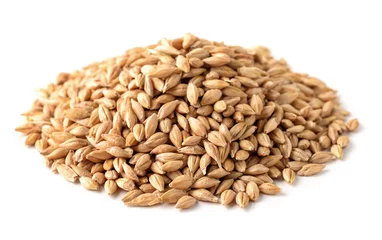 Foto op Canvas Pile of barley seeds © Coprid