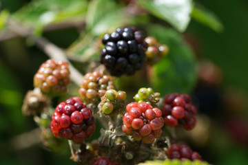 Ripening blackberries on a bramble bush