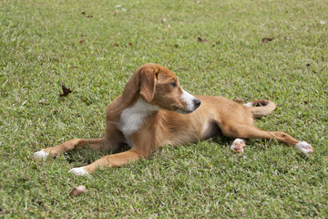 Naklejka na ściany i meble Cute puppy relaxing in lush green grass.