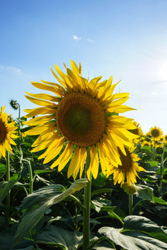 Sunflower field at dusk