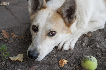 Home dog on the yard. Four-footed friend. Loyalty. Black and white