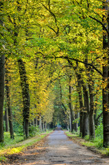 Obraz premium Forest summer landscape. Tourist asphalt road in the green forest.