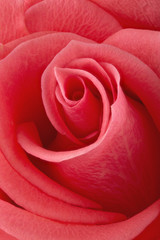 Obraz premium Coral rose flower. Detailed retouch