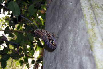 Schmetterling an Wand