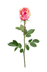 Bicolored rose with stem in full depth of field.
