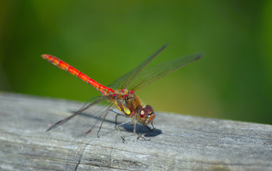Common Darter  Red  Dragonfly  Symetrum Strriolatum

