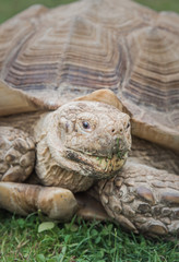 Obraz premium Sulcata tortoise on green lawn close-up portrait