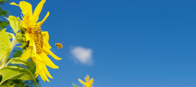 girasoles con abeja
