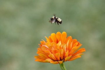 Worker Bee Flying over Flower Petals