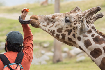 Giraffe taking carrots with long tongue