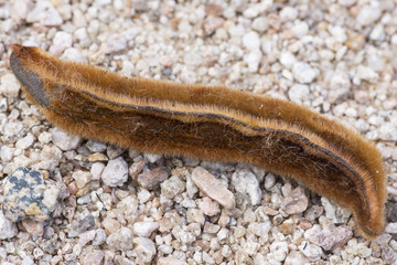 Close up velvet bean seed pod