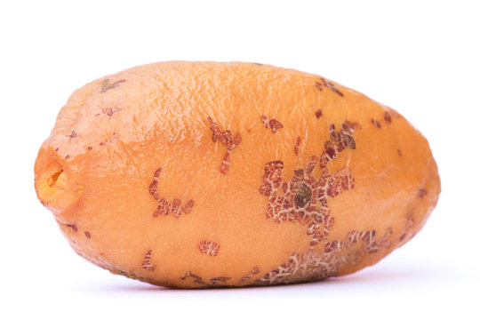 Couepia polyandra fruit closeup