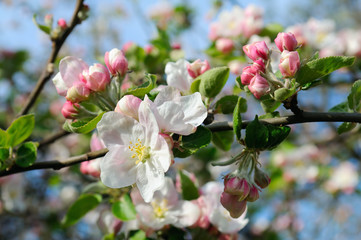 Flowers of an apple tree.
