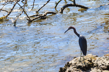 Water Bird at Philippe Park