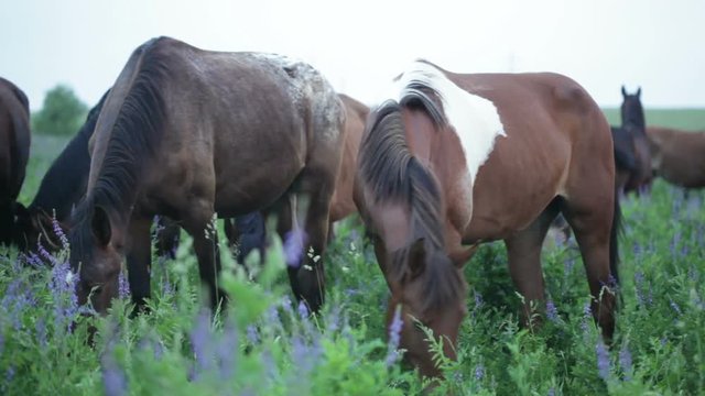 Large herd of horses is grazed on the field