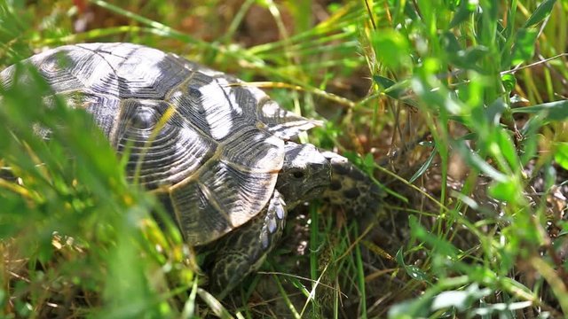 Small turtle sits in a green grass