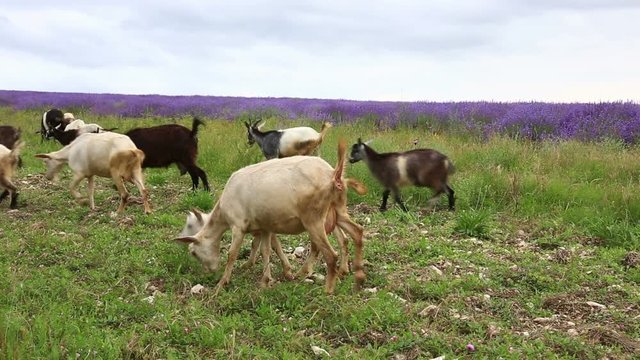 Herd of goats grazes on a green summer field