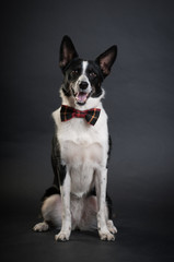 Mixed breed black and white dog at studio