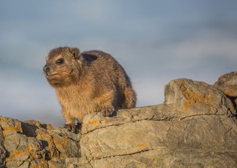 Sun bathing rock hyrax aka Procavia capensis at the Otter Trais at the Indian Ocean