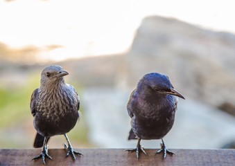 Red-winged starlings waiting to pick some food of the breakfast at the Otter Trail
