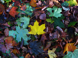 Yellow maple leaf, autumn leaves, background