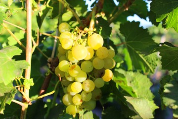 Bunch of grapes. Morning
