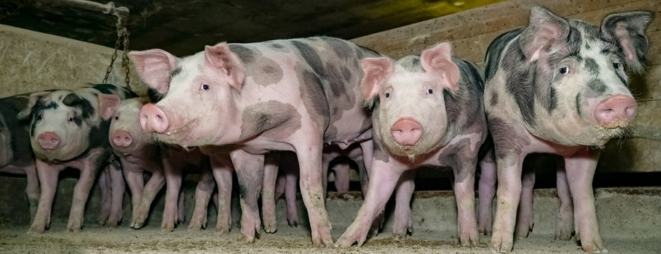 Bio- Schweinehaltung - Mastschweine in einem alten Maststall mit Holzwänden, Banner