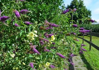 Sommerflieder und Malve / Malva blühen am Wegrand - Stockrose im Sommergarten - Zaun